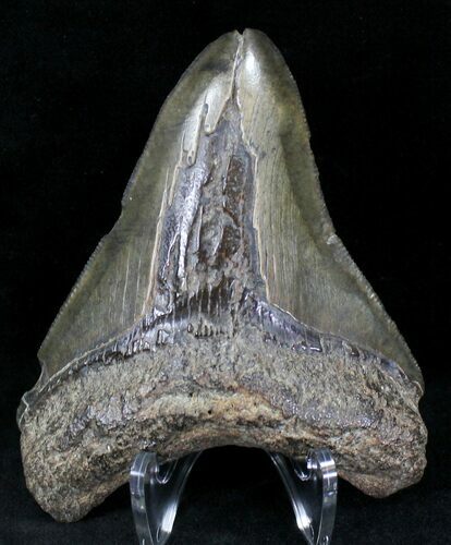 Bargain Megalodon Tooth - South Carolina #21240